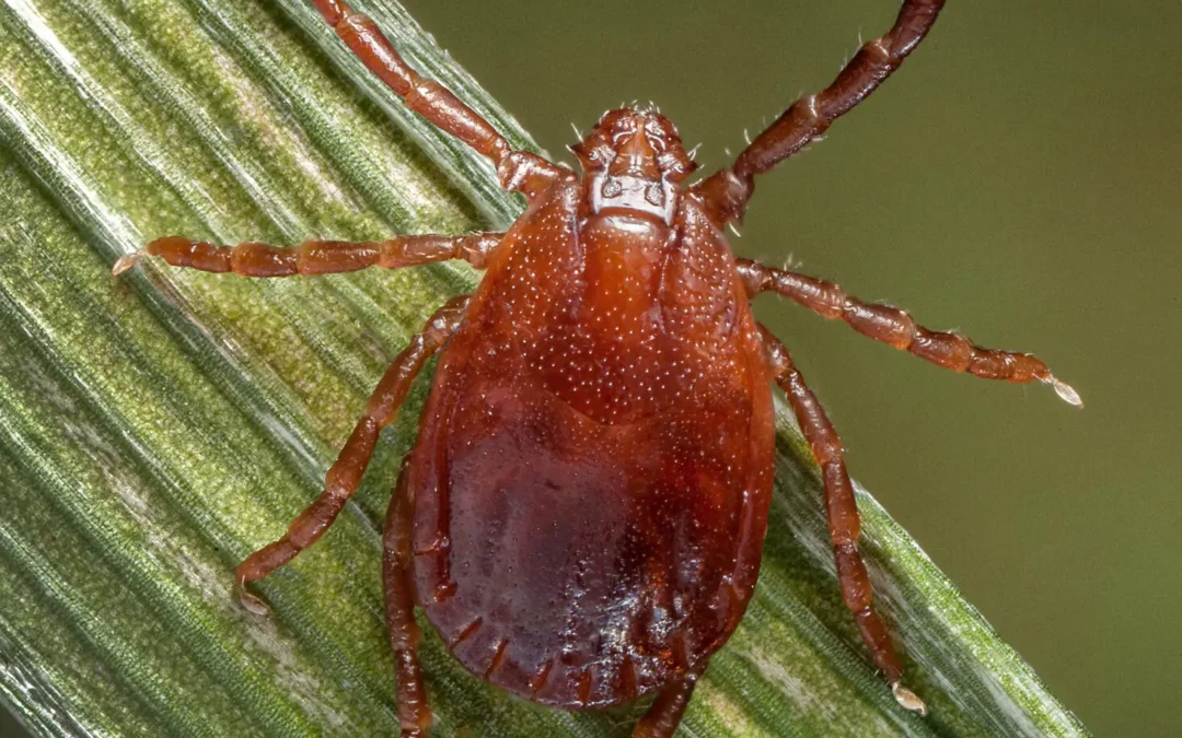 How Bad Will the Ticks Be This Summer?