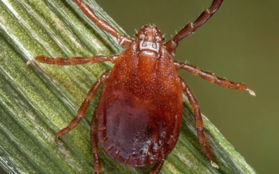 How Bad Will the Ticks Be This Summer?
